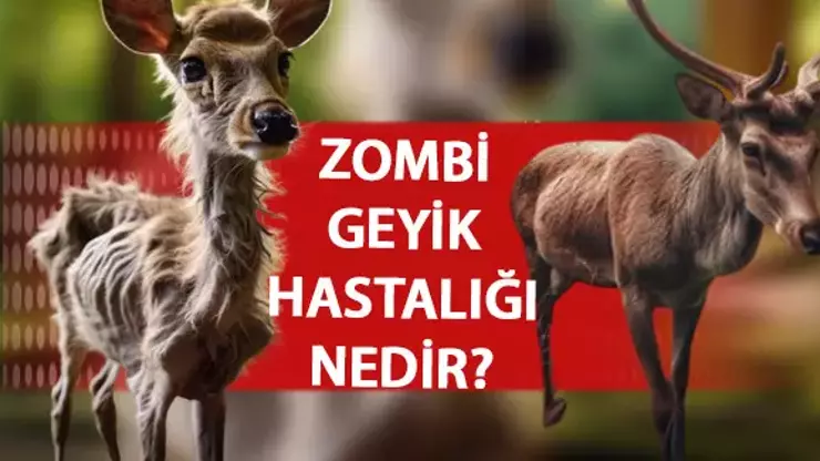 Zombi geyik hastalığı uyarısı: İnsanlara sıçrayabilir!
